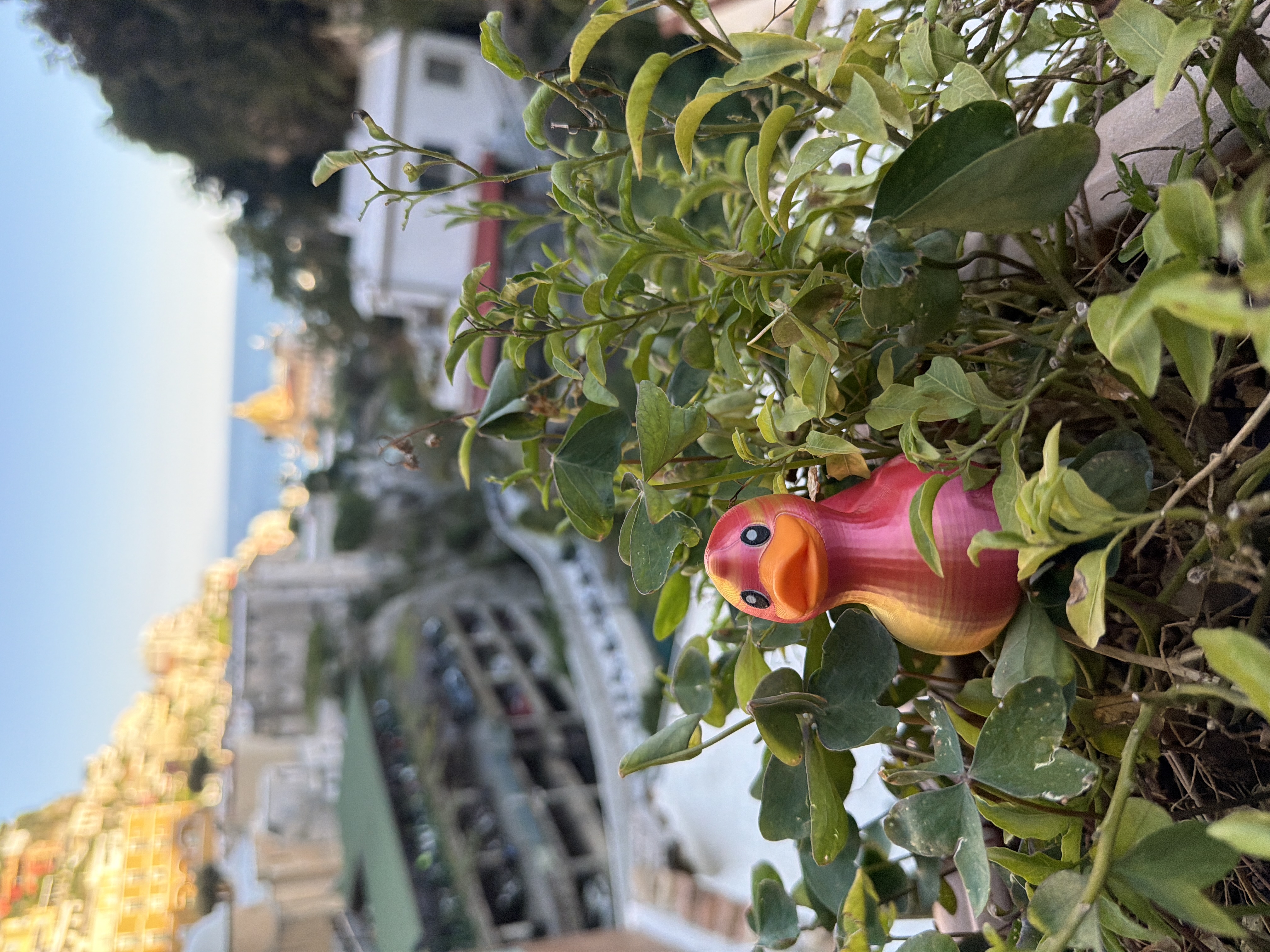 Duck K7QM2 in Positano, Italy